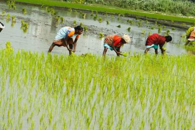 बाँकेका किसान चैते धानप्रति आकर्षित
